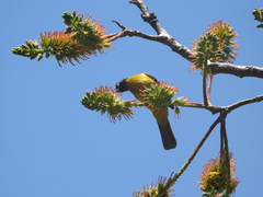 Rubigula flaviventris
