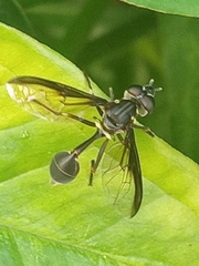 Salpingogaster