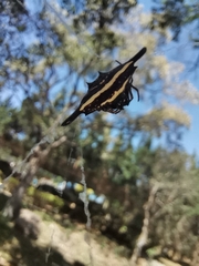 Gasteracantha diardi