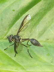 Salpingogaster