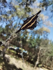Gasteracantha diardi