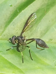 Salpingogaster