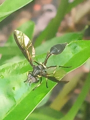 Salpingogaster