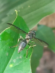 Salpingogaster