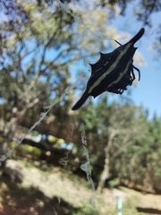 Gasteracantha diardi