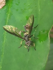 Salpingogaster