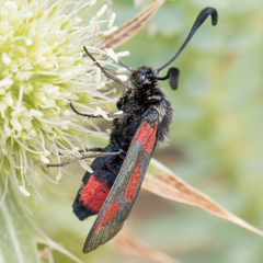 Zygaena sarpedon