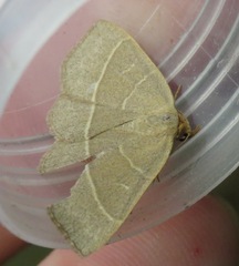 Trisateles emortualis