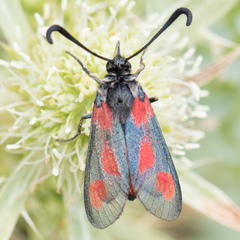 Zygaena sarpedon