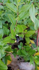 Bombus vosnesenskii
