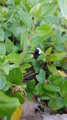 Bombus vosnesenskii