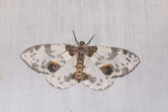 Abraxas amicula-illuminata