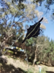 Gasteracantha diardi