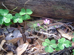 Oxalis debilis