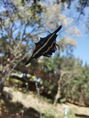 Gasteracantha diardi