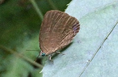 Arhopala