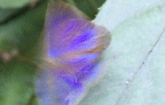 Arhopala