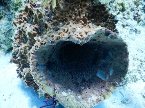 Giant barrel sponge