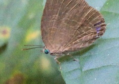 Arhopala
