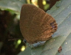 Arhopala
