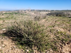 Gutierrezia californica