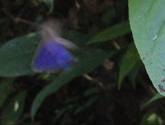 Arhopala
