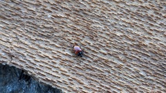 Endomychus biguttatus