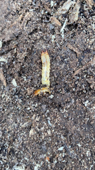 Dendroides canadensis