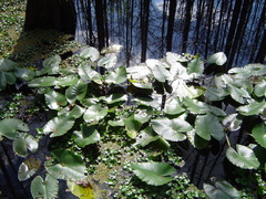Nuphar advena