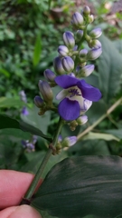 Dichorisandra hexandra