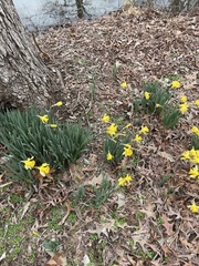 Narcissus pseudonarcissus