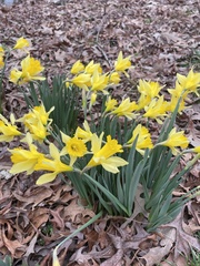 Narcissus pseudonarcissus