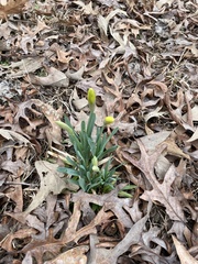Narcissus pseudonarcissus