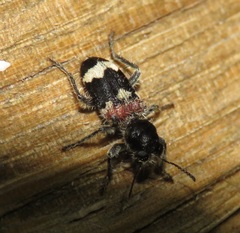 Clerus mutillarius