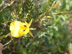 Chamaecrista glandulosa
