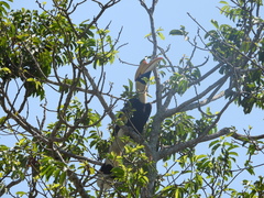 Buceros bicornis