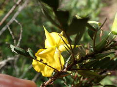 Chamaecrista glandulosa