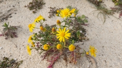 Senecio gallicus
