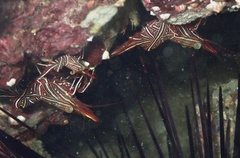 Rhynchocinetes durbanensis