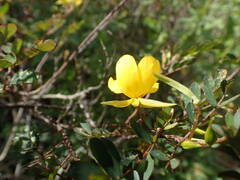 Chamaecrista glandulosa