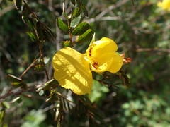 Chamaecrista glandulosa