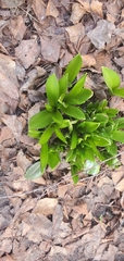Hyacinthus orientalis