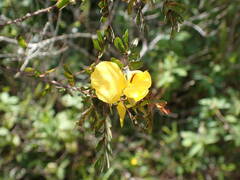 Chamaecrista glandulosa