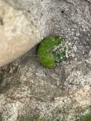 Phlogophora meticulosa