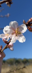 Prunus