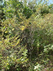 Chamaecrista glandulosa