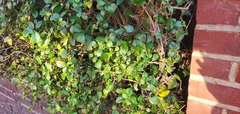 Fallopia baldschuanica