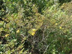 Chamaecrista glandulosa