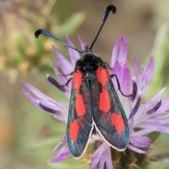 Zygaena sarpedon