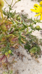 Senecio gallicus
